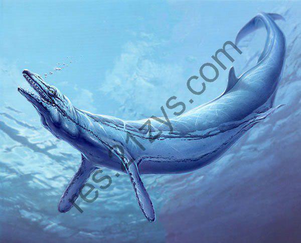 《海洋哺乳动物的崛起》5000万年的进进化的历自身的起源[pdf]