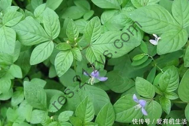 《400种野菜采摘图鉴》辨识野菜[pdf]