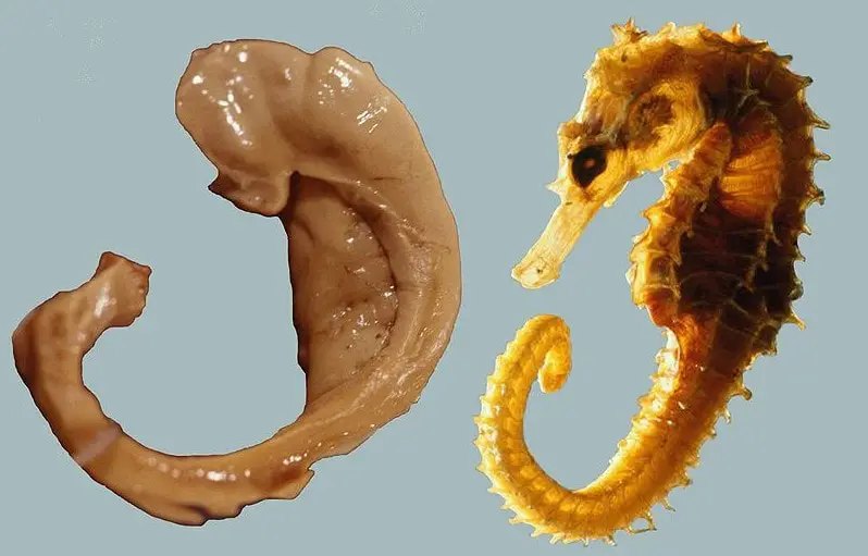 hippocampus_seahorse.jpg