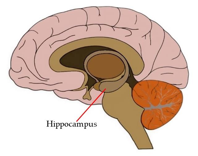 hippocampus.jpg