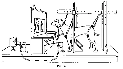巴甫洛夫追加的实验设置 | <a href='https://en.wikipedia.org/wiki/Classical_conditioning#cite_note-Pavlov-10'>Wikipedia</a>