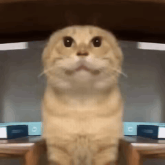 1000110016.gif