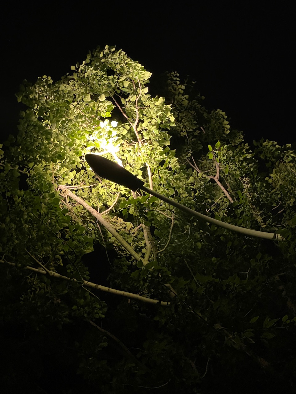 IMG_7403.jpeg