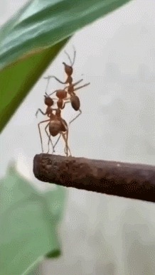 8F8A50D7-C8A0-425F-A310-4BC0E52DD8AB.gif