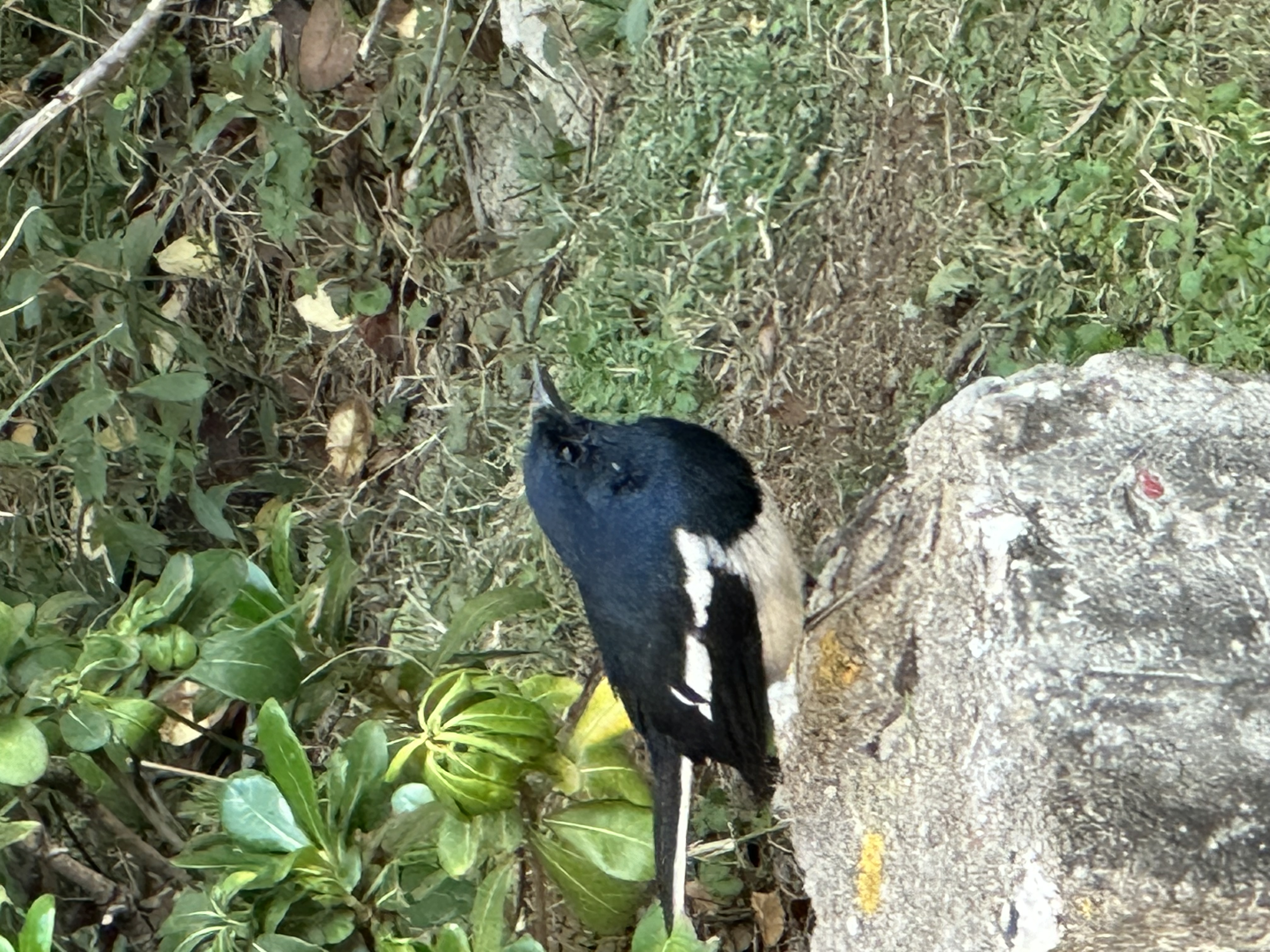IMG_8473.jpeg