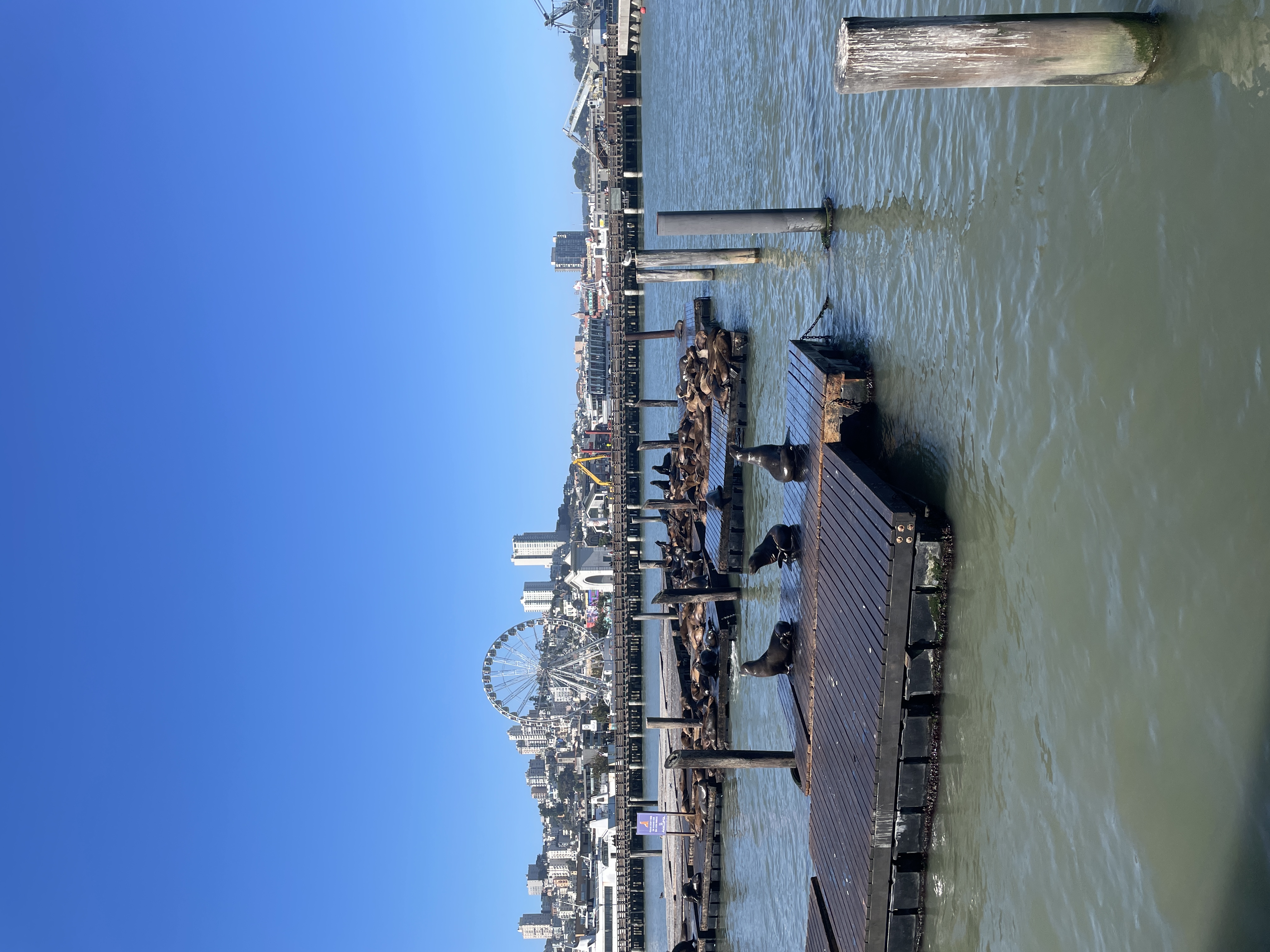 IMG_6339.jpeg
