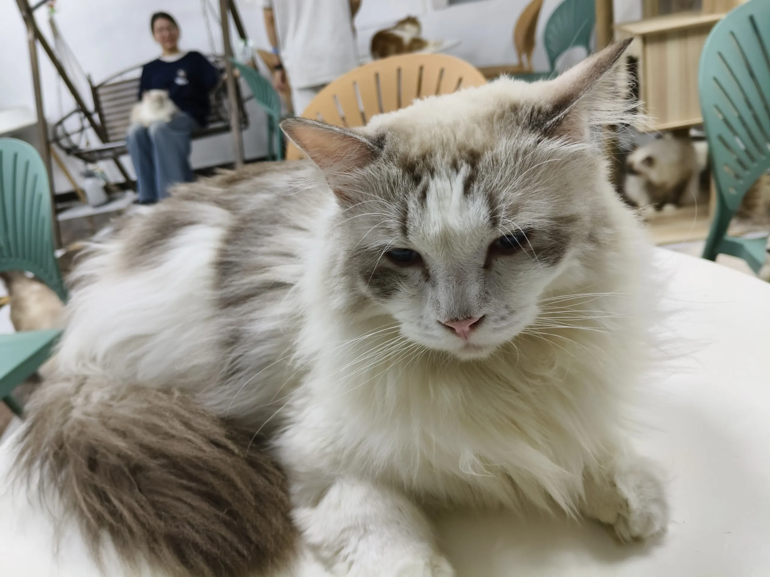 Went to cat cafe with Lingling