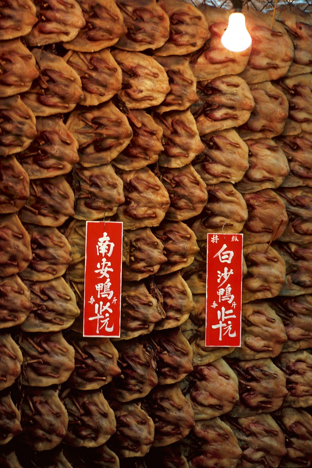 00509 中国香港板鸭 板鸭香港中国1979 年 尼康EF .jpg