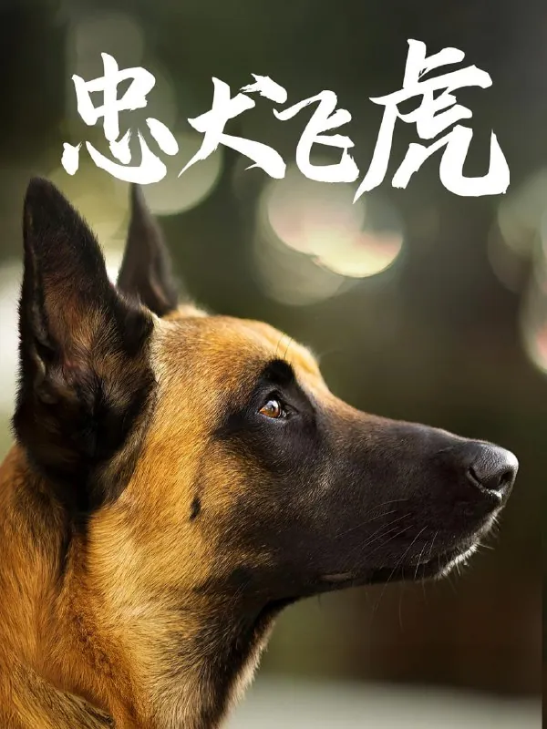 忠犬飞虎（33集）吴桂洲&谭镁纶|短剧