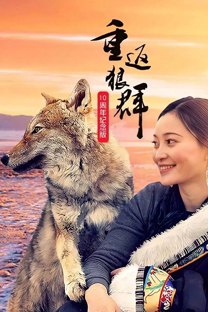 若尔盖草原孤狼格林重返狼群10周年4K高码率纪录片海报