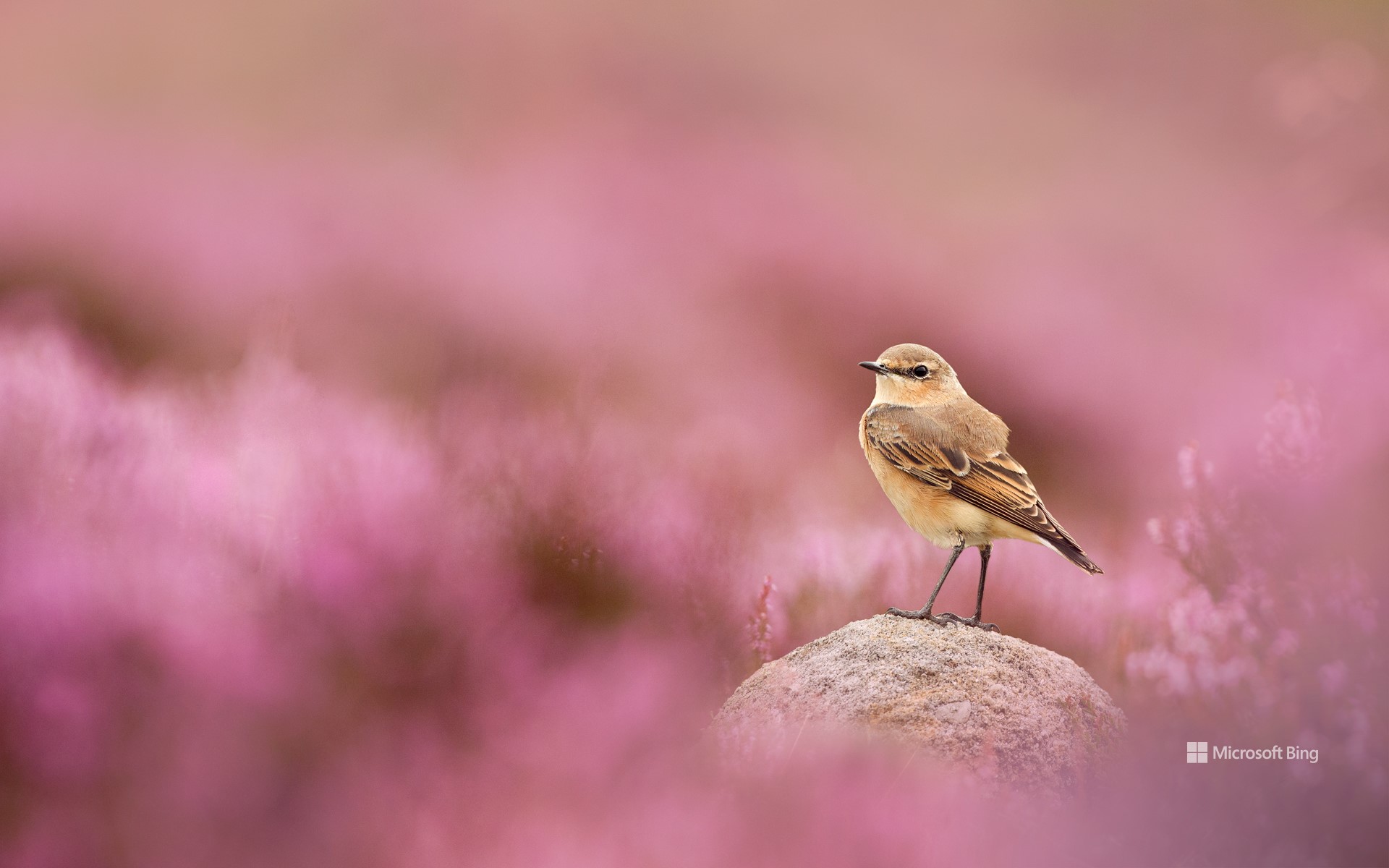 BingWallpaper -smallbird.jpg